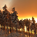 Ostatnie promienie słońca przechodzą przez ośnieżone drzewa w Harrachovie
